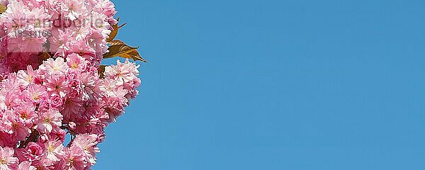 Blüten von japanischer Zierkirsche im Panoramaformat mit Textfreiraum