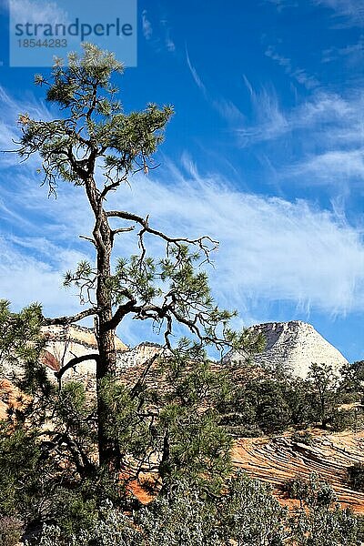 Kiefernbaum im Zion-Nationalpark