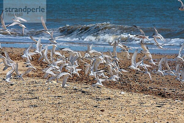 Zwergseeschwalben (Sternula albifrons)  die am Strand von Winterton-on-Sea entlangfliegen