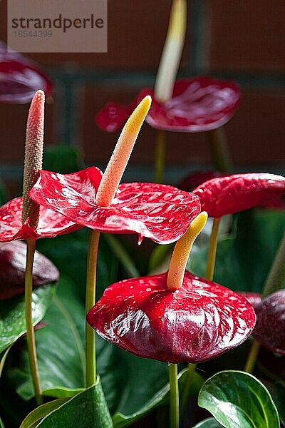 Anthurie (anthurium)