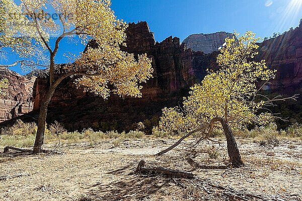 Verkümmerter Baum im Zion-Nationalpark
