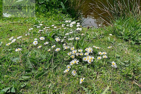 Gruppe von Gänseblümchen