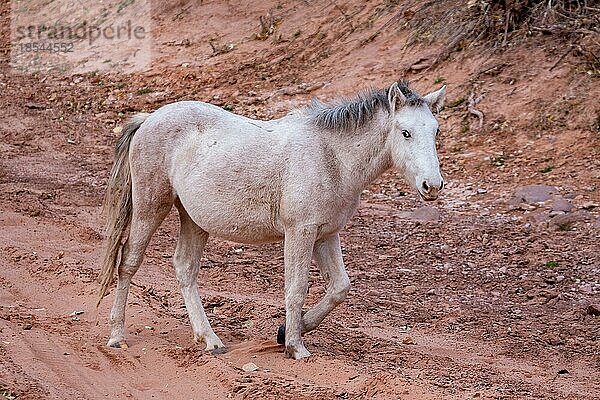 Wildpferd Canyon de Chelly