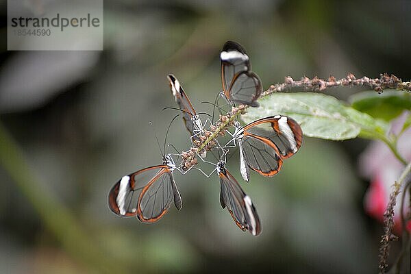 Glasflügler (Greta oto) in Schwärmen