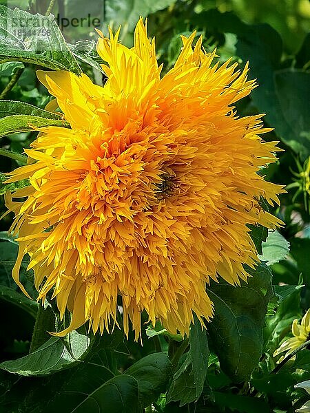 Kultivierte Hybird-Sonnenblume
