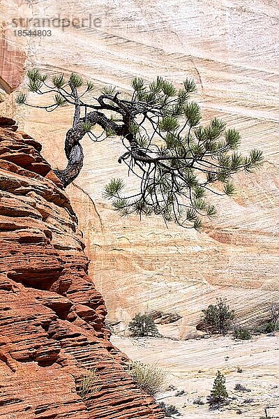 Verkümmerter Baum auf einem felsigen Vorgebirge