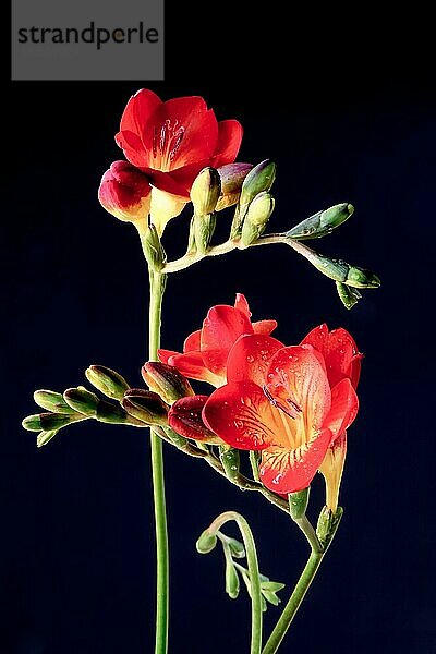 Nahaufnahme von roten und gelben Schwertliliengewächs (Iridaceae)