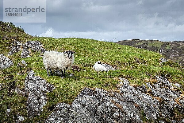 Schottisches Blackface-Schaf und Lamm an einem Berghang in der Nähe von Loch Morar