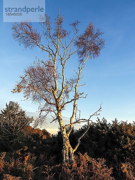 Sonnenbeschienener Silberbirkenbaum im Ashdown Forest