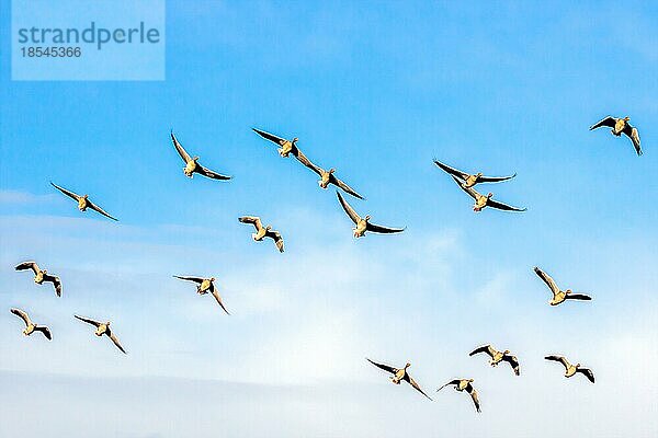 Graugänse (Anser anser) im Flug