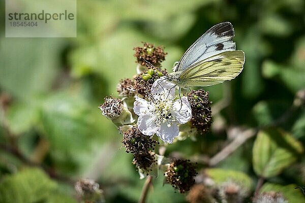 Großer Kohlweißling (Pieris brassicae) Schmetterling bei der Nahrungsaufnahme an einer Brombeerblüte
