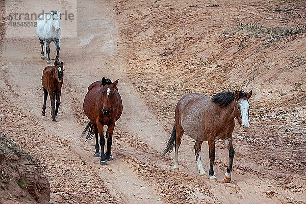 Wildpferde Canyon de Chelly