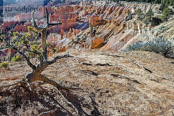 Aussicht auf den Bryce Canyon
