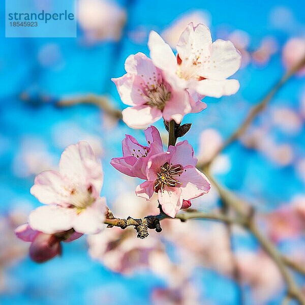 Bild eines Baumes mit rosa Frühlingsblüten