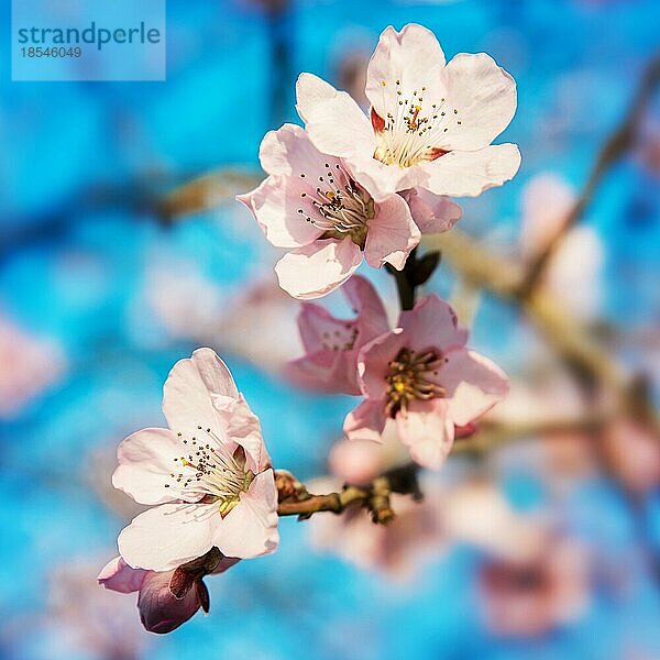 Bild von Frühlingsblüten an einem Baum