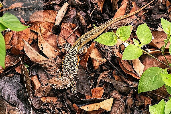 Draufsicht auf eine Echte Schmetterlingsagame (Leiolepis belliana) oder kleine Schuppeneidechsen oder Bodeneidechsen oder Schmetterlingsagamen  die auf getrockneten Blättern auf dem Boden stehen