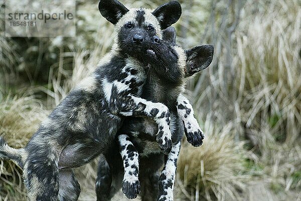 Afrikanischer Wildhund (Lycaon Pictus)  Afrikanischer Wildhund  Afrika