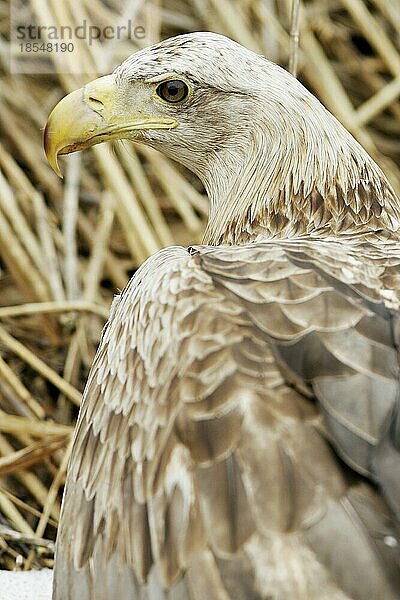 Seeadler (Haliaeetus albicilla)  Seeadler  Norwegen  Norwegen  Europa