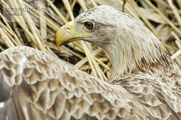 Seeadler (Haliaeetus albicilla)  Seeadler  Norwegen  Norwegen  Europa