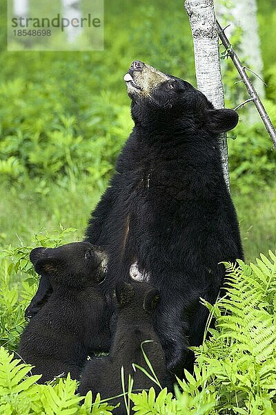 Amerikanischer Schwarzbär (Ursus Americanus)  Schwarzbär  Minnesota  USA  Nordamerika