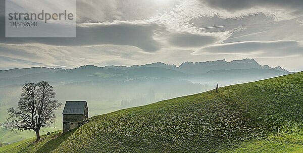 Idyllische und friedliche Berglandschaft mit einer abgelegenen Holzscheune und einem einsamen Baum auf einem grasbewachsenen Hügel und einer großartigen Aussicht auf das Alpsteingebirge und das Appenzellerland in den Schweizer Alpen im Hintergrund