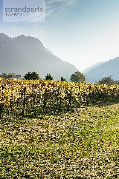 Weinberg in goldenen Herbstfarben mit Silhouetten von Bergen im Hintergrund in der Region Mainefeld in der Schweiz