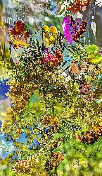 Pflanzen kreativ  künstlerische Aufnahme  Vogelbeere  Eberesche  Vogelbeerbaum (Sorbus aucuparia)  rote Beeren verfremdet  Pflanzen  Dekorationsherz  Herzform  Pflanzenmix  Deutschland  Europa