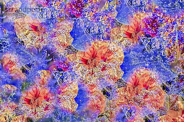 Blumen kreativ  künstlerische Aufnahme  Hibiskus (Hibiscus)  Eibisch  rote Blüten verfremdet  Pflanzen  all over  abstrakte Blüten  Deutschland  Europa