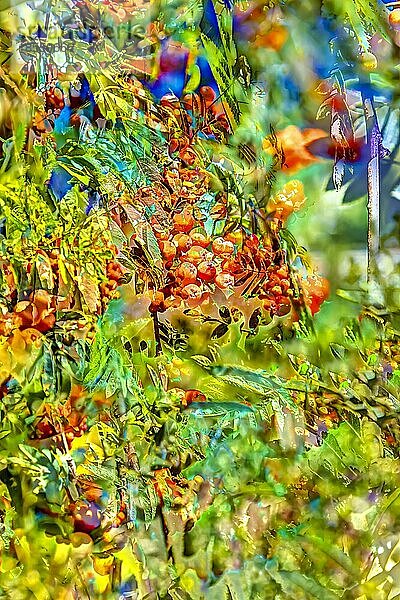 Pflanzen kreativ  künstlerische Aufnahme  Vogelbeere  Eberesche  Vogelbeerbaum (Sorbus aucuparia)  rote Beeren verfremdet  Pflanzen  Deutschland  Europa