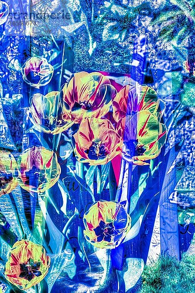 Blumen kreativ  künstlerische Aufnahme  Tulpen (Tulipa)  verschiedenfarbige Blüten verfremdet  Pflanzen  Deutschland  Europa