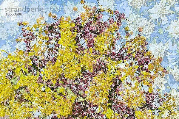 Blumen kreativ  künstlerische Aufnahme  abstrakte Blüten  rosa und gelbe Blüten verfremdet  Pflanzen  impressionistische Anmutung  Blütenmix  all over  duftig  Deutschland  Europa