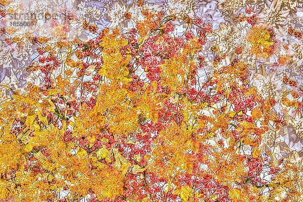 Blumen kreativ  künstlerische Aufnahme  verschiedene rote und orange Blüten verfremdet  all over  Blütenmix  Tapetenmuster  Pflanzen  Deutschland  Europa