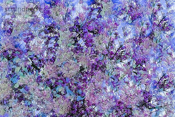 Blumen kreativ  künstlerische Aufnahme  abstrakte Blüten  rosa und violette Blüten verfremdet  Pflanzen  impressionistische Anmutung  Blütenmix  all over  duftig  Deutschland  Europa