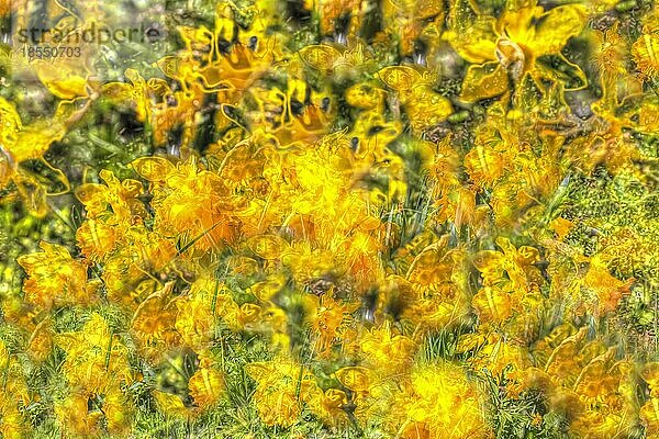 Blumen kreativ  künstlerische Aufnahme  Narzissen (Narcissus)  Osterglocken  gelbe Blüten verfremdet  Pflanzen  all over  Deutschland  Europa