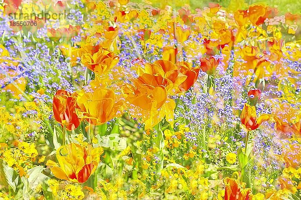 Blumen kreativ  künstlerische Aufnahme  Tulpen (Tulipa)  gelbe Blüten verfremdet  Pflanzen  Blütenmix  all over  Deutschland  Europa