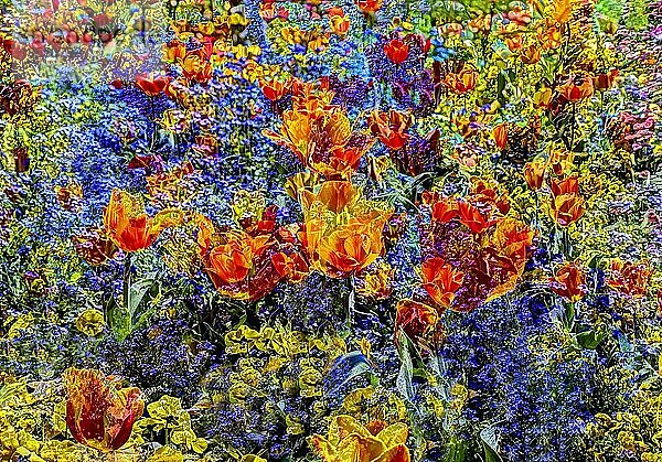 Blumen kreativ  künstlerische Aufnahme  Tulpen (Tulipa)  orange und rote Blüten verfremdet  Pflanzen  all over  Blütenmix  Deutschland  Europa