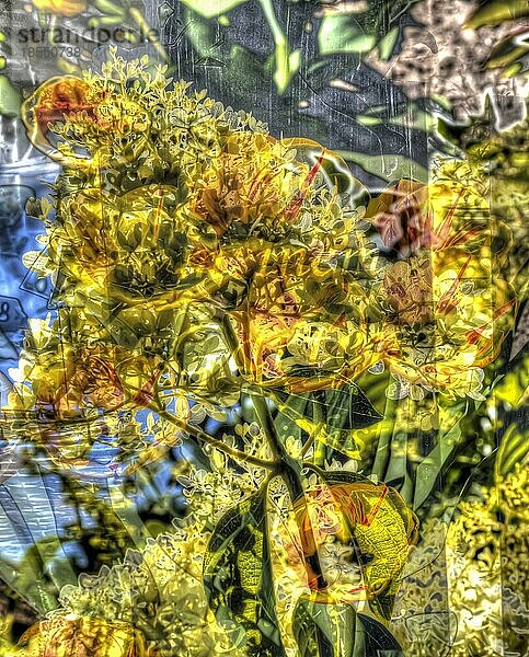 Blumen kreativ  künstlerische Aufnahme  gelbe Blüten verfremdet  Pflanzen  Deutschland  Europa
