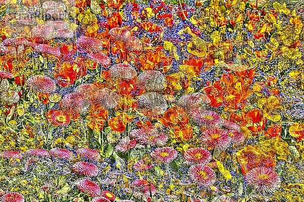 Blumen kreativ  künstlerische Aufnahme  Gänseblümchen (Bellis perennis)  verschiedene Blüten verfremdet  Pflanzen  Blumenmix  all over  Deutschland  Europa