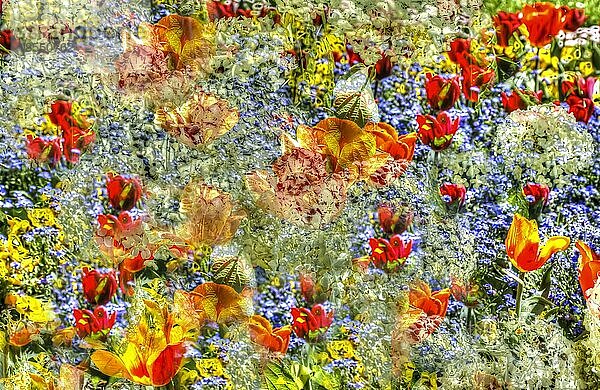 Blumen kreativ  künstlerische Aufnahme  Tulpen (Tulipa)  gelbe und rote Blüten verfremdet  Pflanzen  all over  Blütenmix  Deutschland  Europa