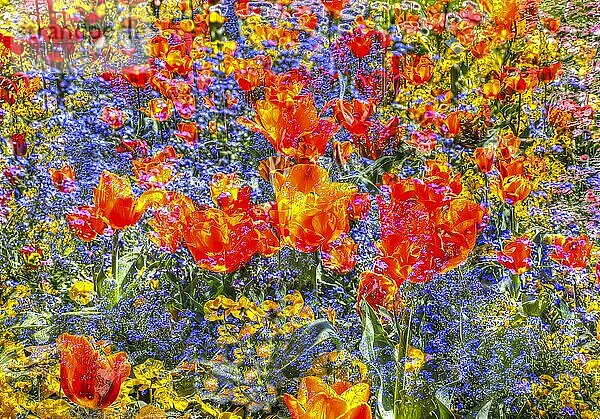 Blumen kreativ  künstlerische Aufnahme  Tulpen (Tulipa)  rote Blüten verfremdet  Pflanzen  all over  Blütenmix  Deutschland  Europa