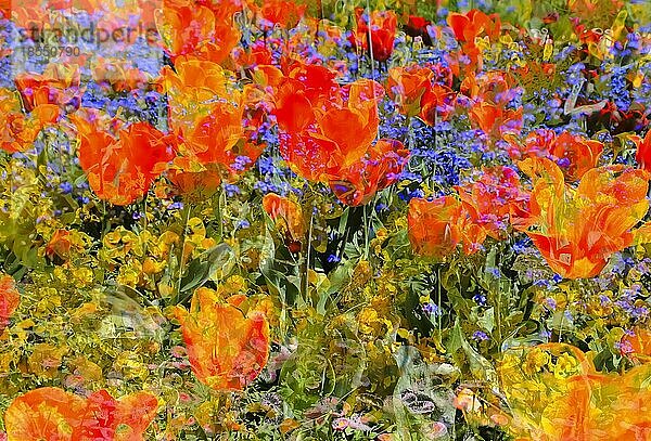 Blumen kreativ  künstlerische Aufnahme  Tulpen (Tulipa)  rote Blüten verfremdet  Pflanzen  Blütenmix  all over  Deutschland  Europa