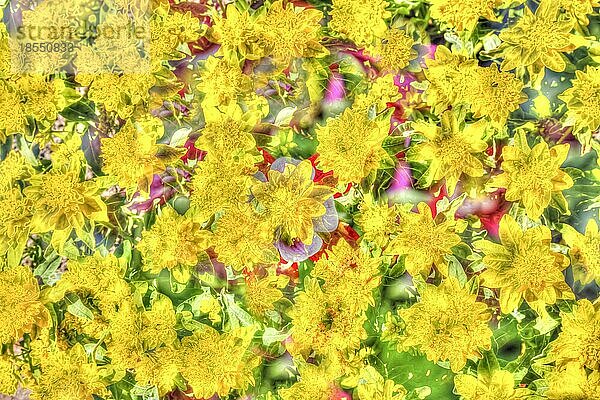 Blumen kreativ  künstlerische Aufnahme  gelbe Blüten verfremdet  Pflanzen  all over  Blütenmix  Deutschland  Europa