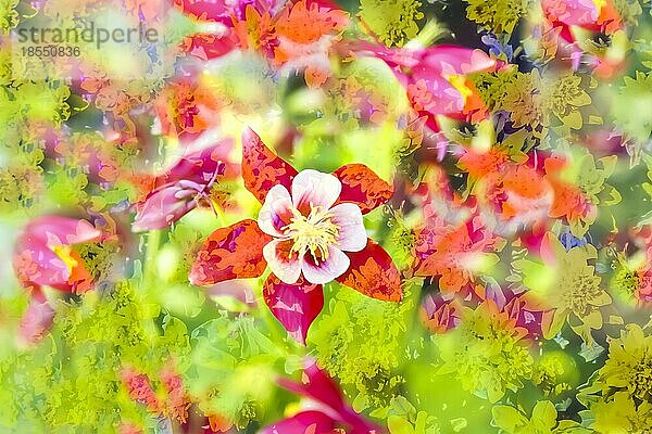 Blumen kreativ  künstlerische Aufnahme  Akelei (Aquilegia)  Hahnenfußgewächs  weiß-rote Blüten verfremdet  Pflanzen  all over  Blütenmix  Deutschland  Europa