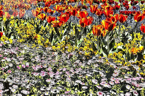 Blumen kreativ  künstlerische Aufnahme  vorne Gänseblümchen (Bellis perennis)  hinten Tulpen (Tulipa)  rote Blüten verfremdet  Pflanzen  all over  Blütenmix  Deutschland  Europa