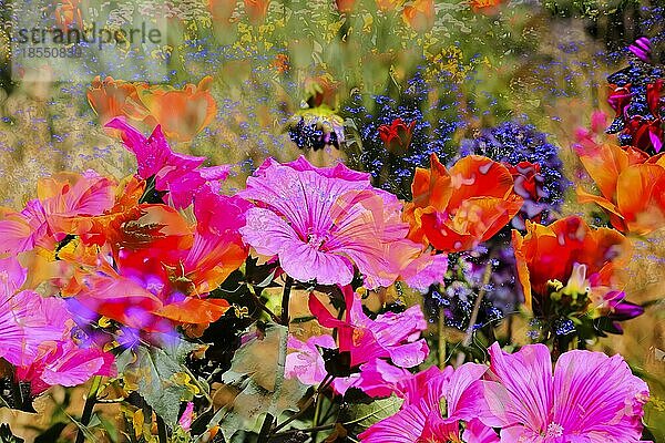 Blumen kreativ  künstlerische Aufnahme  Malven (Malva)  rote Blüten verfremdet  Blütenmix  Garten  Beet  Pflanzen  Deutschland  Europa