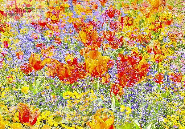 Blumen kreativ  künstlerische Aufnahme  Tulpen (Tulipa)  gelbe und rote Blüten verfremdet  Pflanzen  all over  Blütenmix  Deutschland  Europa