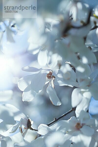 Blühende weiße Magnolie Frühlingsstimmung  geringe Schärfentiefe