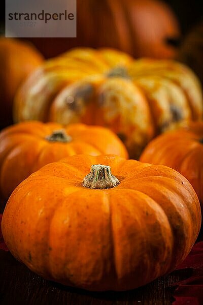 Traditionelle Kürbisse für Thanksgiving und Halloween