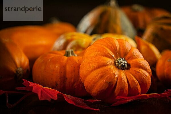 Traditionelle Kürbisse für Thanksgiving und Halloween