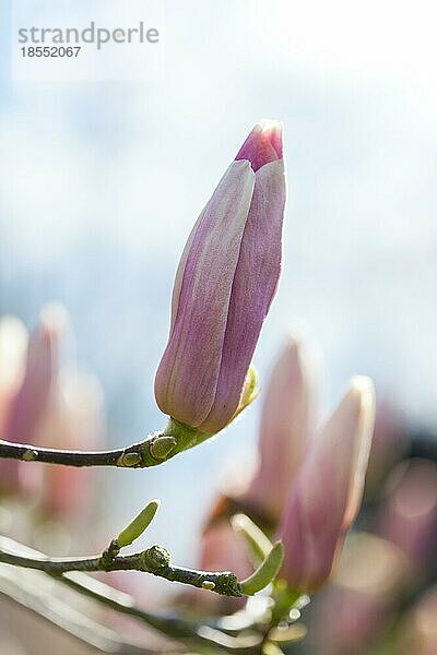 Rosa blühende Magnolie Frühlingsgefühle  geringe Schärfentiefe